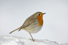 Cute Cold Robin Bird Standing On Snowy Terrain Over White Background