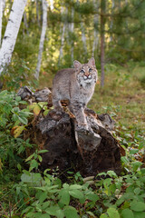 Wall Mural - bobcat (lynx rufus) looks up on end of log autumn