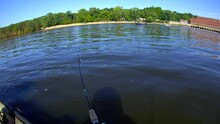 Wide Angle Head Mount Shot While Catching Striped Bass From Kayak While Fishing On The River.