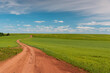 Dirt road running through a field with green grass beyond the horizon