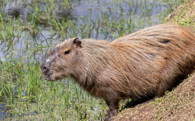 Wall Mural - Photograph of a capybara walking through the Campos do Jordão park, São Paulo, Brazil.	