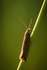 Micro moth (Microlepidoptera) on a grass stem