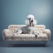 Portrait of a white king poodle on a couch