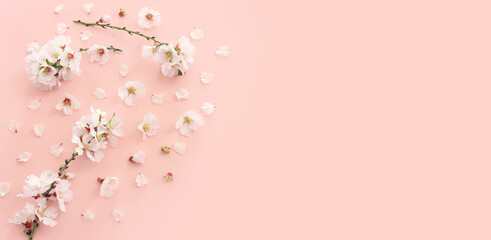 Wall Mural - image of spring white cherry blossoms tree over pink pastel background