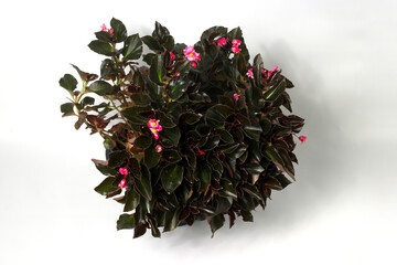 Wall Mural - Begonia on white background