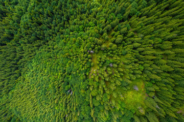 Wall Mural - Pine tree tops seen from a drone