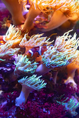 Wall Mural - Cute orange clown fish hiding on anemones on a tropical underwater scene