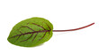 Red veined sorrel leaf