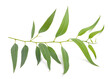 Eucalyptus branch with leaves