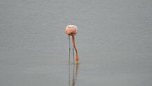 Single Flamingo Is Looking For Food