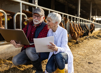 Wall Mural - Farmer and veterinarian on cow farm