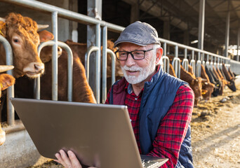 Wall Mural - Farmer with laptop in cow stable