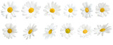 Fototapeta  - Sunny daisy flowers isolated on transparent background.
