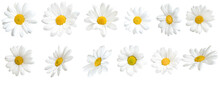Sunny Daisy Flowers Isolated On Transparent Background.