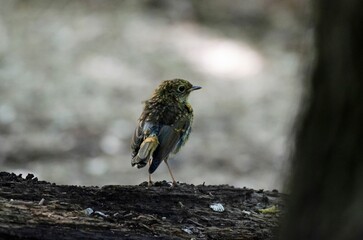 Sticker - A young Robin that has not developed red feathers