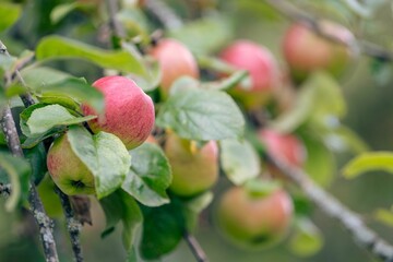 Sticker - Selective focus of apples hanging on a tree branch