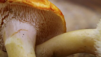 Poster - Closeup of Hedgehog mushroom (Hydnum repandum) on a wooden surface