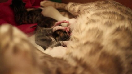 Canvas Print - Closeup of cute newborn Bengal kittens on a floor