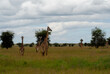 Group of giraffes on a meadow in Serengeti National Park, Tanzania