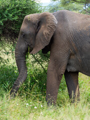 Wall Mural - Vertical shot of an African elephant on a green meadow in Serengeti National Park, Tanzania