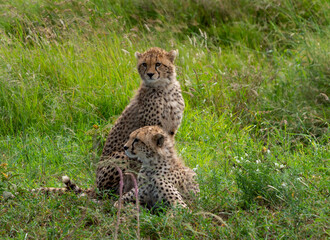 Wall Mural - Cheetahs resting on the grass in Serengeti National Park, Tanzania