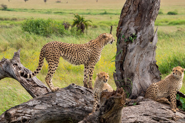 Sticker - Coalition of cheetahs around a tree looking for prey in Serengeti National Park, Tanzania