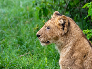 Wall Mural - Side portrait of a lion cub in Serengeti National Park, Tanzania