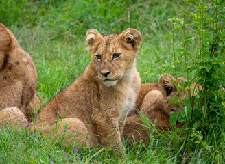 Wall Mural - Closeup shot of a lion cub in the grass with its pride in Serengeti National Park, Tanzania