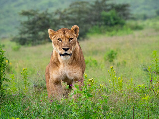 Wall Mural - Lioness on a green meadow in Serengeti National Park, Tanzania