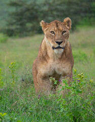 Wall Mural - Vertical shot of a lioness on a green meadow in Serengeti National Park, Tanzania