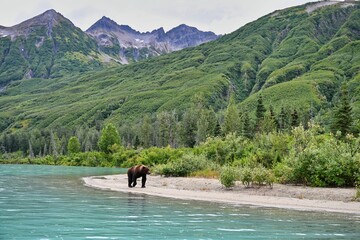 Sticker - Alaskan Brown Bear (Ursus horribilis) in Lake Clark National Park Alaska