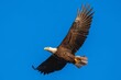a bald eagle flying in the air against a blue sky