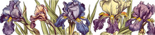 Golden And Purple Iris Flowers, Stylized Illustration In Water Color Pencil Style On White Background, AI Generative