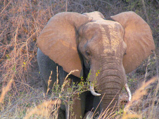 Wall Mural - An elephant in Kruger National Park in South Africa