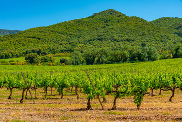 Wall Mural - Vineyards near Santa Maria de Poblet monastery in Spain