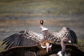 wild large african vulture in the savannah in the serengeti national park, tanzania, africa