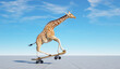 Giraffe on skateboard. Impossible and happiness concept.