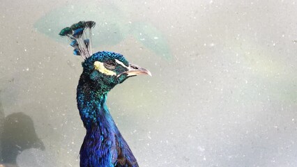 Poster - peacock close-up on a gray background