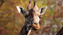 Giraffe Close Up Or Portrait In The Wild
