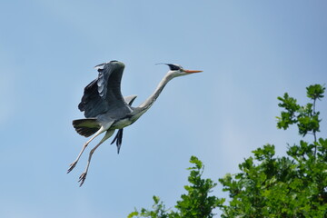 Wall Mural - grey heron (Ardea cinerea). Portrait of an egret in flight. Wildlife scene with a  heron. 