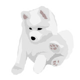 Fototapeta Psy - samoyed dog eskimo dog puppy