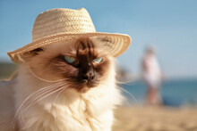 Persian Cat Wearing Summer Straw Hat With Blurry Beach In Background. Generative AI Illustration
