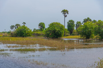 Canvas Print - Swamps at Velanai island near Jaffna, Sri Lanka