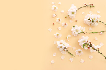 Wall Mural - image of spring white cherry blossoms tree over yellow pastel background