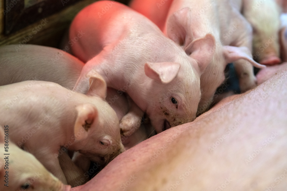 Group of baby pigs feeding on their mother