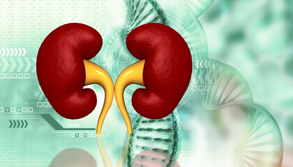 Wall Mural - Human kidney anatomy on scientific background. 3d illustration.