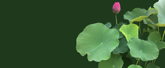 Wall Mural - Isolated waterlily or lotus leaf and plants with clipping paths.