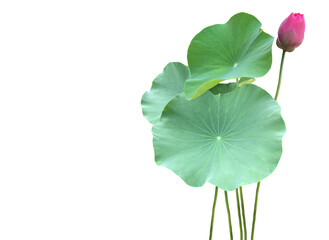Wall Mural - Isolated waterlily or lotus leaf and plants with clipping paths.