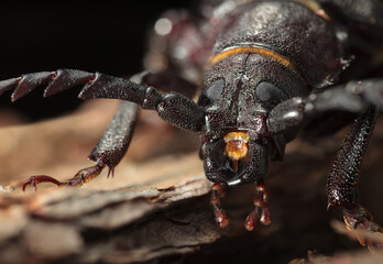 Macro portrait of longhorn beetle