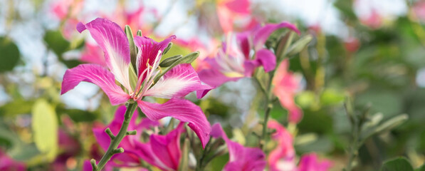 Wall Mural - flowering tropical plant Blake's bauhinia